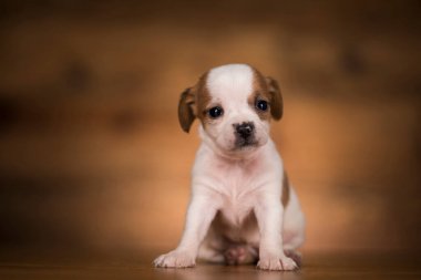 ahşap arka plan üzerinde köpek