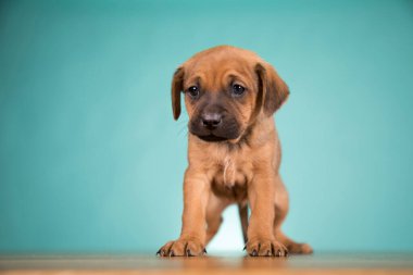 Şirin köpek yavrusu, hayvan konsepti.