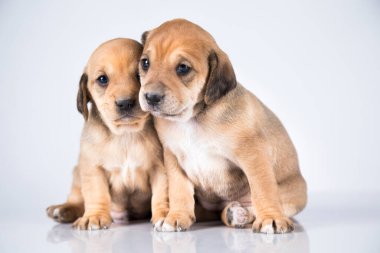 Beyaz arka planda güzel küçük bir köpek.