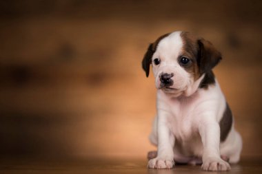 Ahşap arka planda küçük bir köpek.