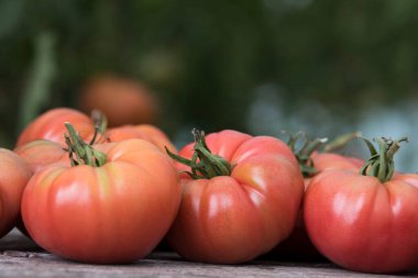 Domates sebze bahçesi, organik ürünler.