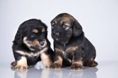 Beyaz arka planda güzel küçük bir köpek.