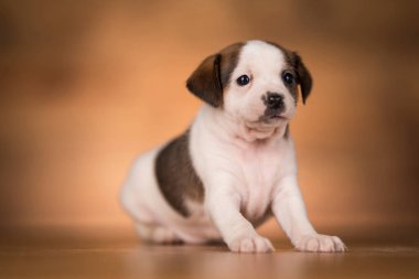 Ahşap arka planda küçük bir köpek.