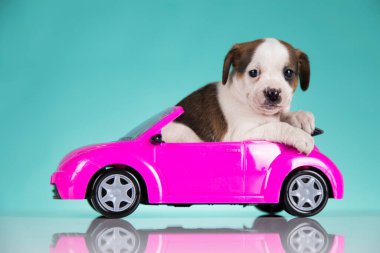 Pembe arabadaki köpek yavrusu.