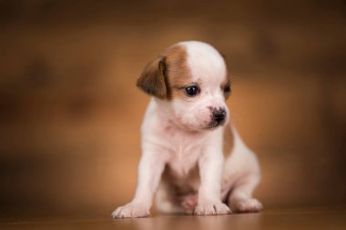 Ahşap arka planda küçük bir köpek.