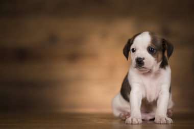 Ahşap bir arka planda köpek yavrusu