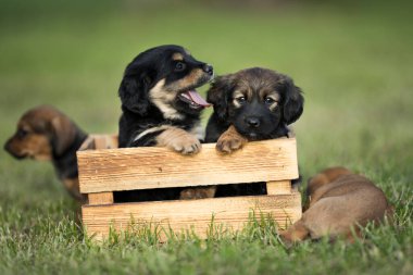 Çimlerin üzerinde tahta bir sandıkta iki küçük sevimli köpek.