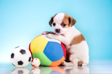 Yavru köpek topla oynuyor.