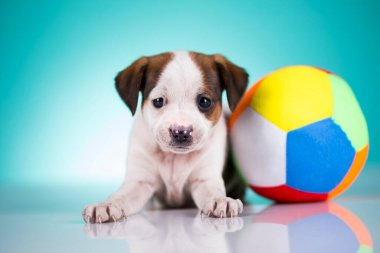 Yavru köpek topla oynuyor.