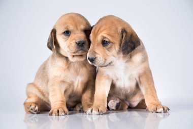 Beyaz arka planda güzel küçük bir köpek.