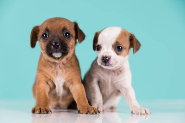 İki küçük köpek, köpek yavrusu, hayvan konsepti