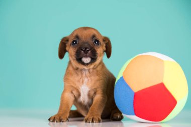 Yavru köpek topla oynuyor.