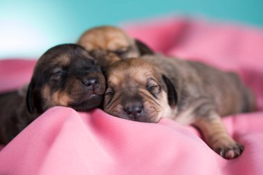 Güzel küçük bir köpek pembe bir battaniyenin üzerinde uyuyor.