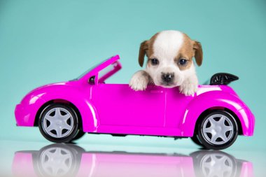 Pembe arabadaki köpek.