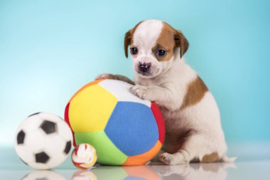 Yavru köpek topla oynuyor.