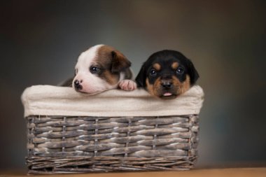 Hasır sepetteki köpekler.