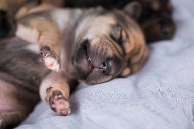 Köpekler uyuyor, hayvanlar konsepti.