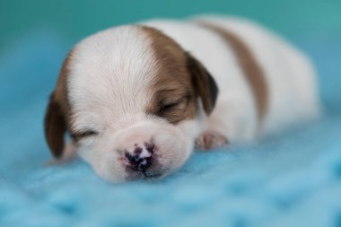 Küçük şirin yavrular battaniyenin üzerinde uyuyorlar.