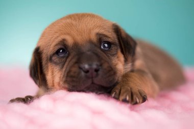 Battaniyenin üstünde uyuyan köpek