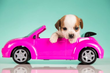 Pembe arabadaki küçük bir köpek.