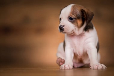 ahşap arka plan üzerinde köpek