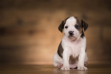Ahşap arka planda küçük bir köpek.