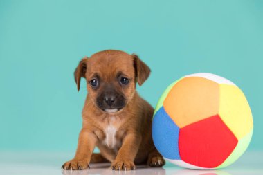 Mutlu bir köpek yavrusu topla oynuyor.