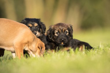 küçük köpek çim