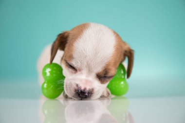 Köpek lastik bir kemikle uyur.