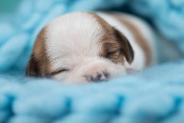 Güzel küçük bir köpek battaniyenin üzerinde uyur.