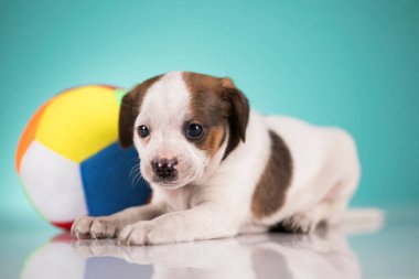 Yavru köpek topla oynuyor.