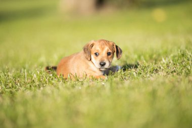 Arka planda küçük bir köpek