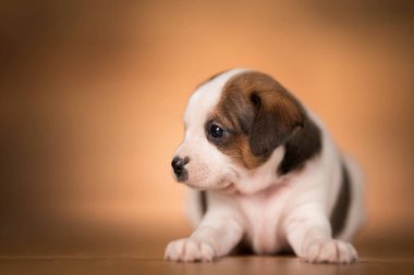 Ahşap arka planda küçük bir köpek.