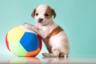 Mutlu bir köpek yavrusu topla oynuyor.