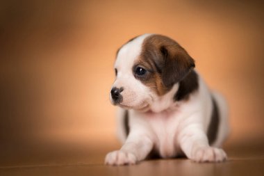 ahşap arka plan üzerinde köpek