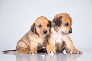 Beyaz arka planda iki köpek.