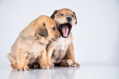 İki köpek, evcil hayvan, hayvan konsepti