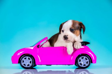 Pembe arabadaki köpek yavrusu.