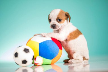 Yavru köpek topla oynuyor.