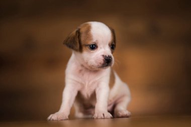 Ahşap bir arka planda köpek yavrusu