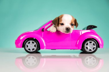 Pembe arabadaki küçük bir köpek.