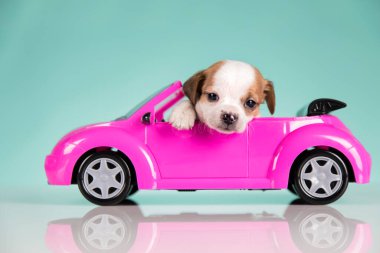 Pembe arabadaki küçük bir köpek.