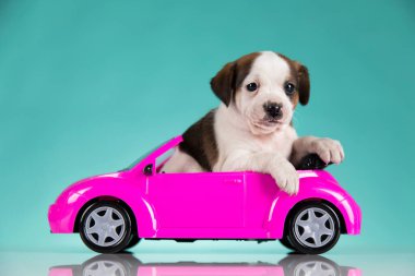 Pembe arabadaki köpek yavrusu.