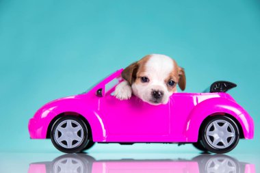Pembe arabadaki köpek.