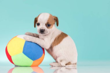 Mutlu bir köpek yavrusu topla oynuyor.