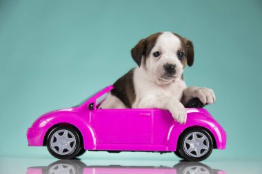 Pembe arabadaki şirin köpek.