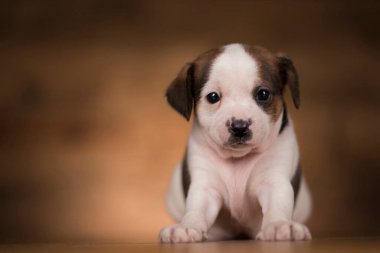 Ahşap arka planda küçük bir köpek.