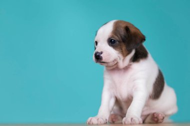 Küçük köpek yavrusu, hayvan konsepti