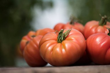 Serada kırmızı domatesler, organik yiyecekler.