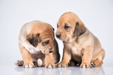 İki köpek, evcil hayvan, hayvan konsepti